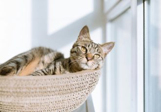 A tabby cat lounging in a pet bed, highlighting the need for veterans to bring essential supplies like pet beds and other comfort items when attending Solara Mental Health’s pet-friendly facility