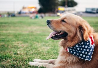 A support dog lying on the grass with an American flag bandana, representing the support and pride veterans feel while bringing their service animals to Solara Mental Health.