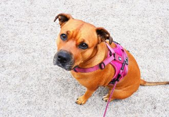 A close-up of a dog wearing a pink harness, representing the vital role of emotional support animals in aiding veterans’ mental health recovery at Solara Mental Health.